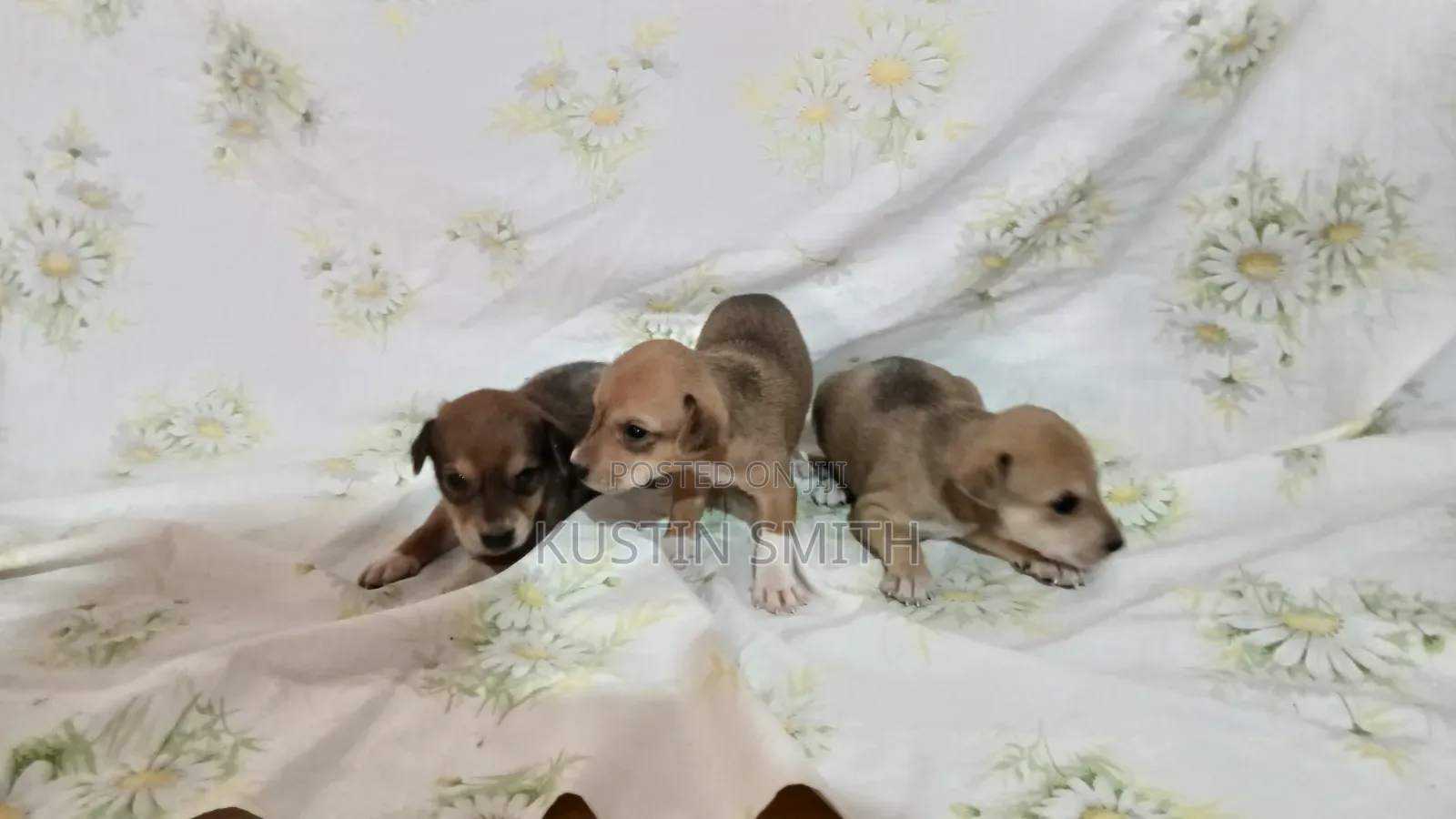 0-1 month Male Mixed Breed Mutt
