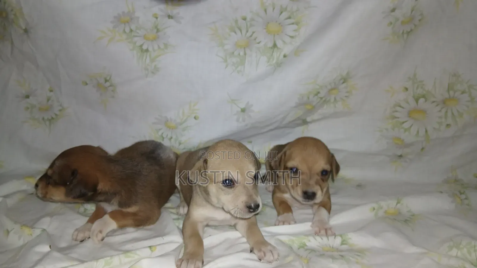 0-1 month Male Mixed Breed Mutt