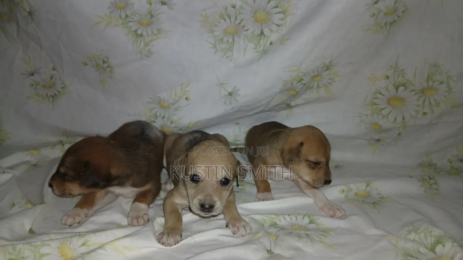 0-1 month Male Mixed Breed Mutt