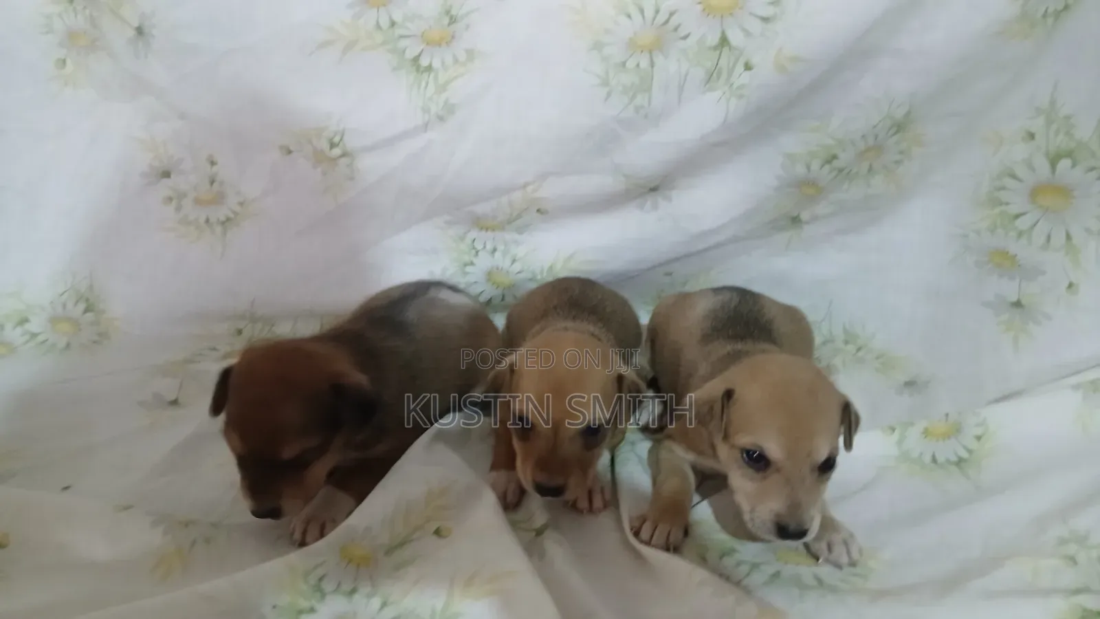 0-1 month Male Mixed Breed Mutt
