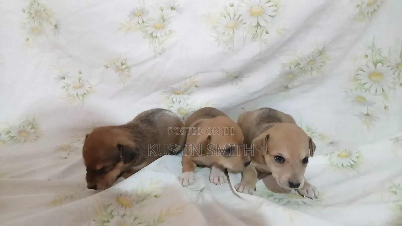 0-1 month Male Mixed Breed Mutt