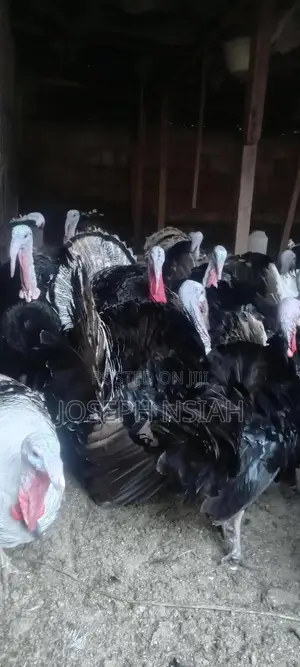 Matured Turkeys