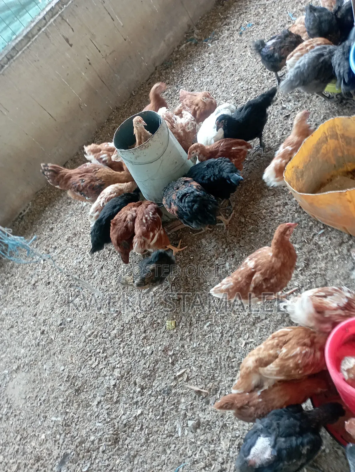 Plymouth Rocks and White Cocks All Available