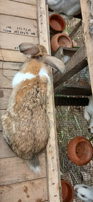 Sammy's Rabbitry