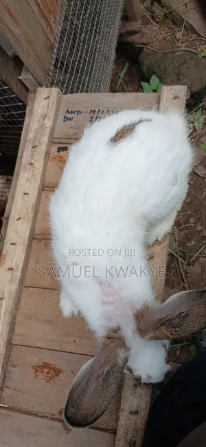 Sammy's Rabbitry