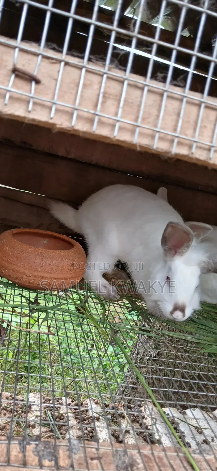 Sammy's Rabbitry