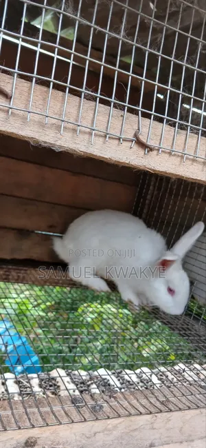 Sammy's Rabbitry