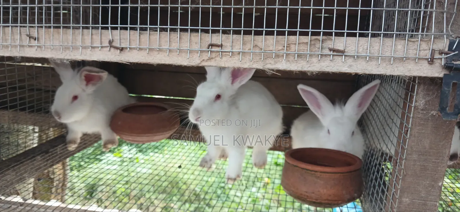 Sammy's Rabbitry