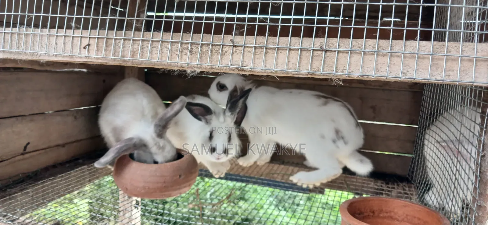 Sammy's Rabbitry