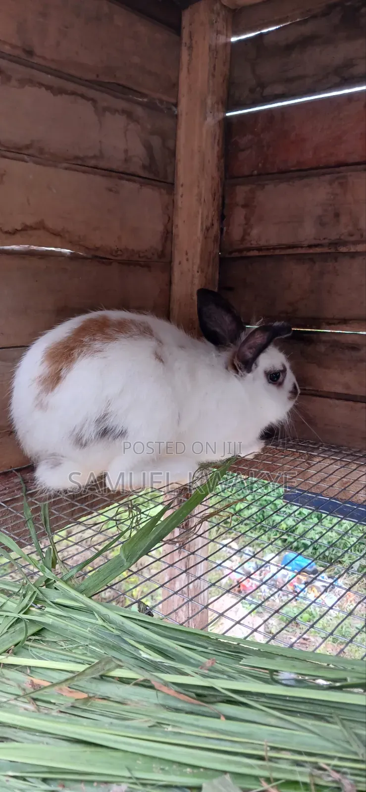 Sammy's Rabbitry