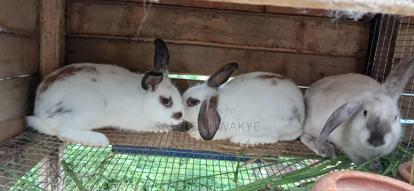 Sammy's Rabbitry