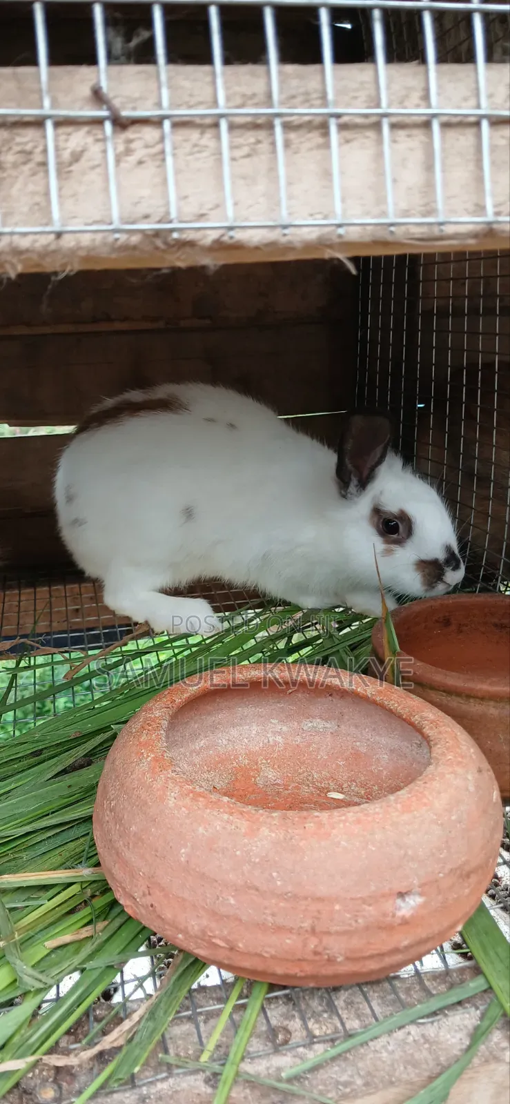 Sammy's Rabbitry