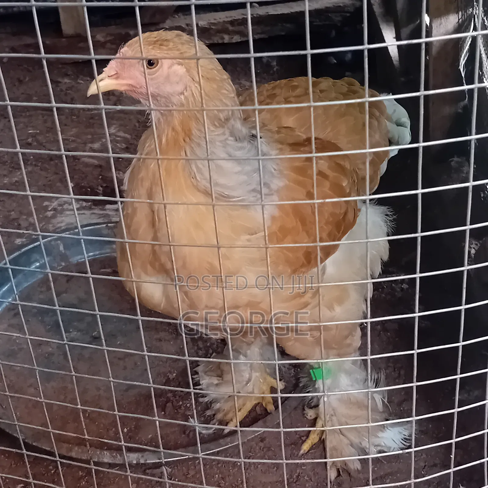 Young Brahma