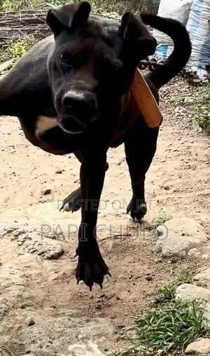1+ year Male Purebred American Pit Bull Terrier
