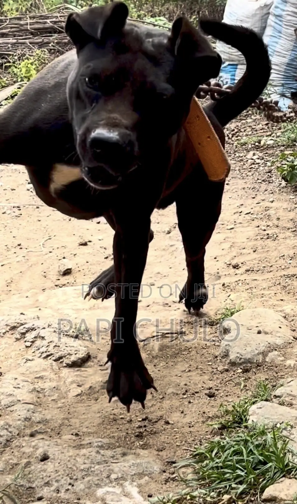 1+ year Male Purebred American Pit Bull Terrier