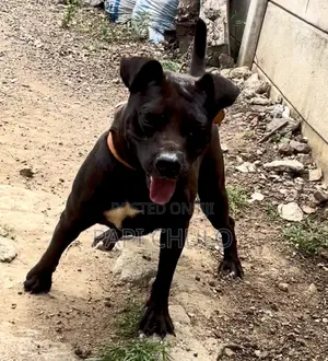 1+ year Male Purebred American Pit Bull Terrier