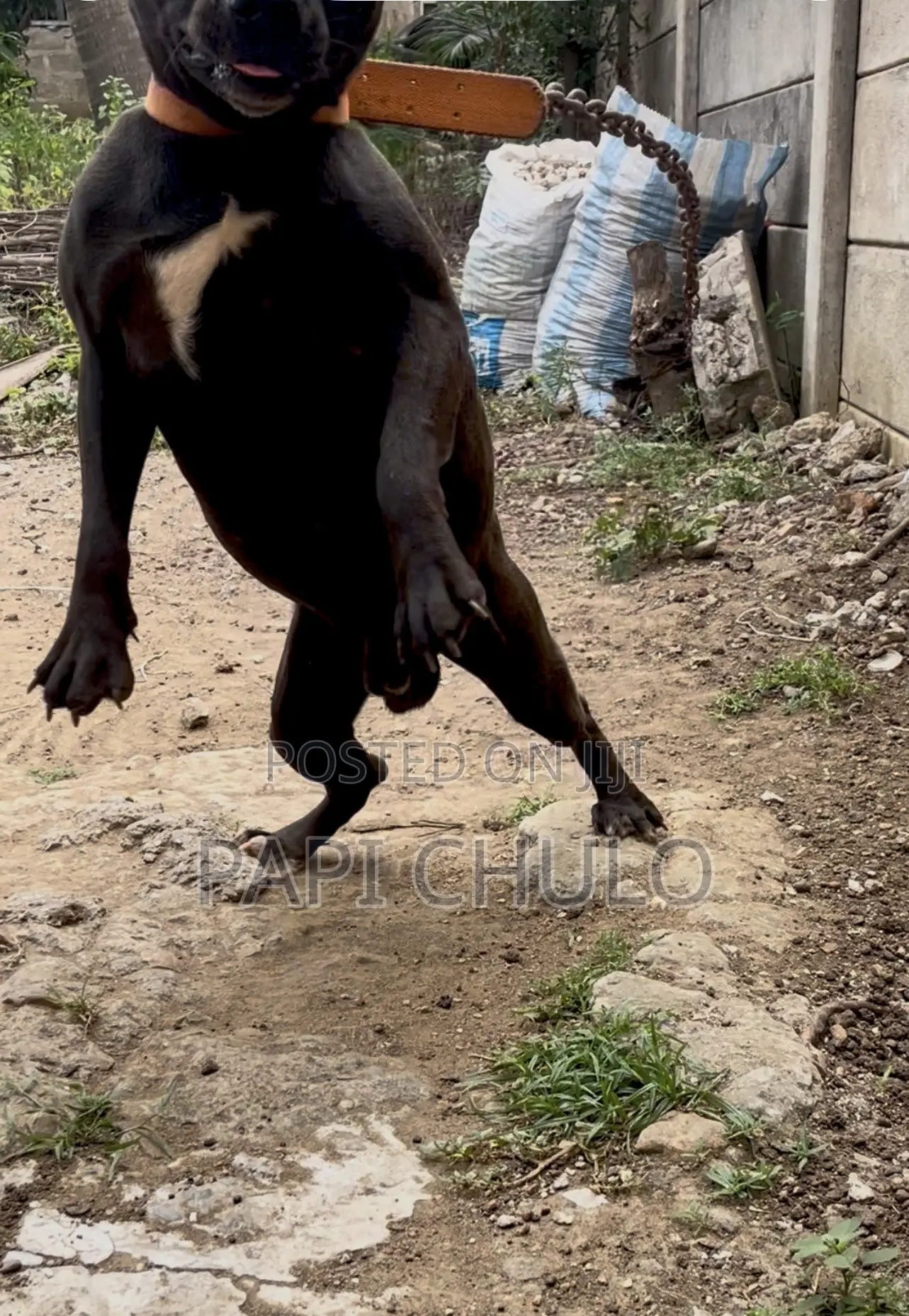 1+ year Male Purebred American Pit Bull Terrier