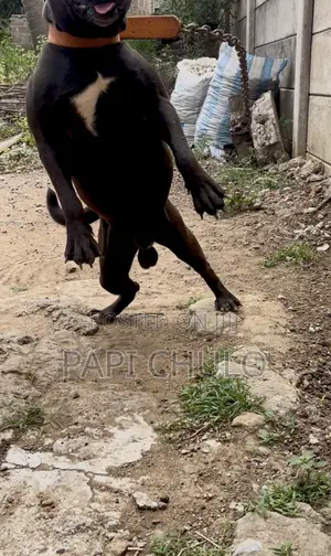 1+ year Male Purebred American Pit Bull Terrier
