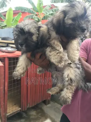 1-3 months Female Purebred Poodle