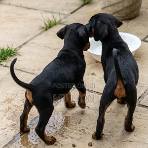 1-3 months Female Purebred Doberman Pinscher