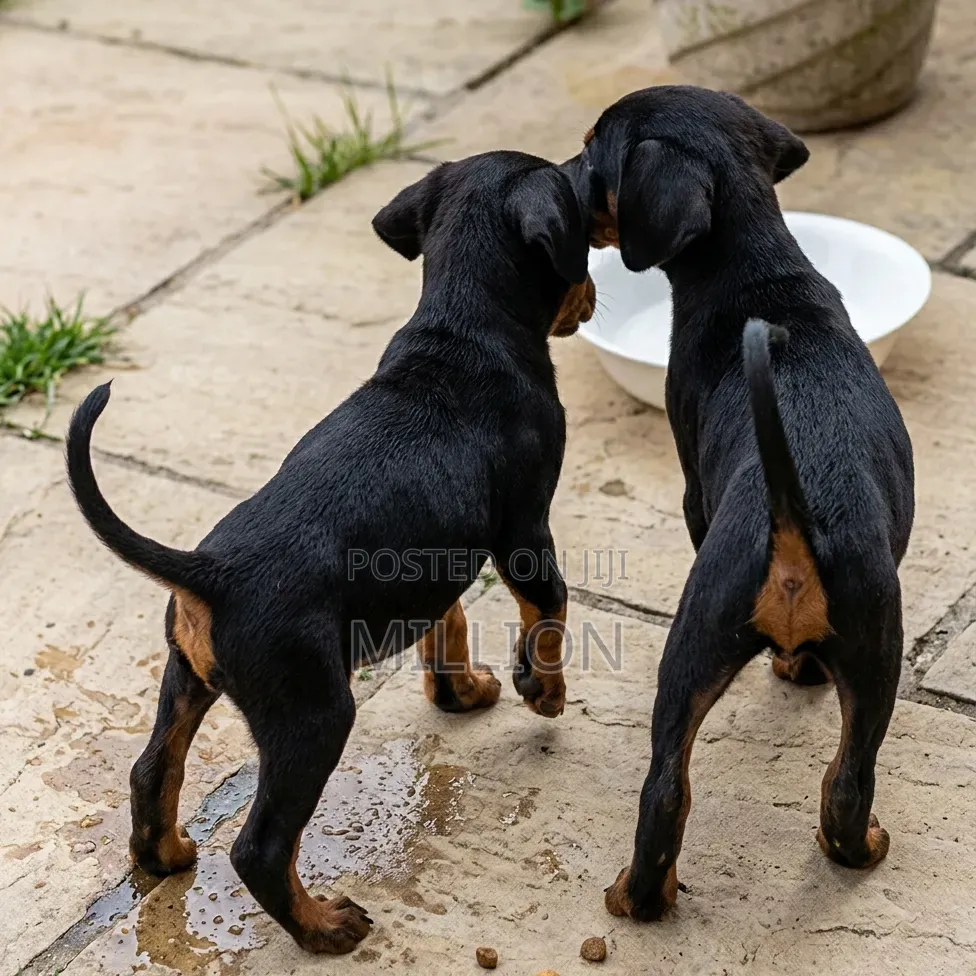 1-3 months Female Purebred Doberman Pinscher