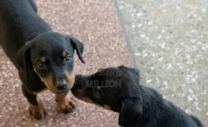 1-3 months Female Purebred Doberman Pinscher