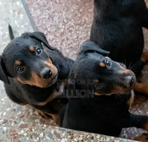 1-3 months Female Purebred Doberman Pinscher