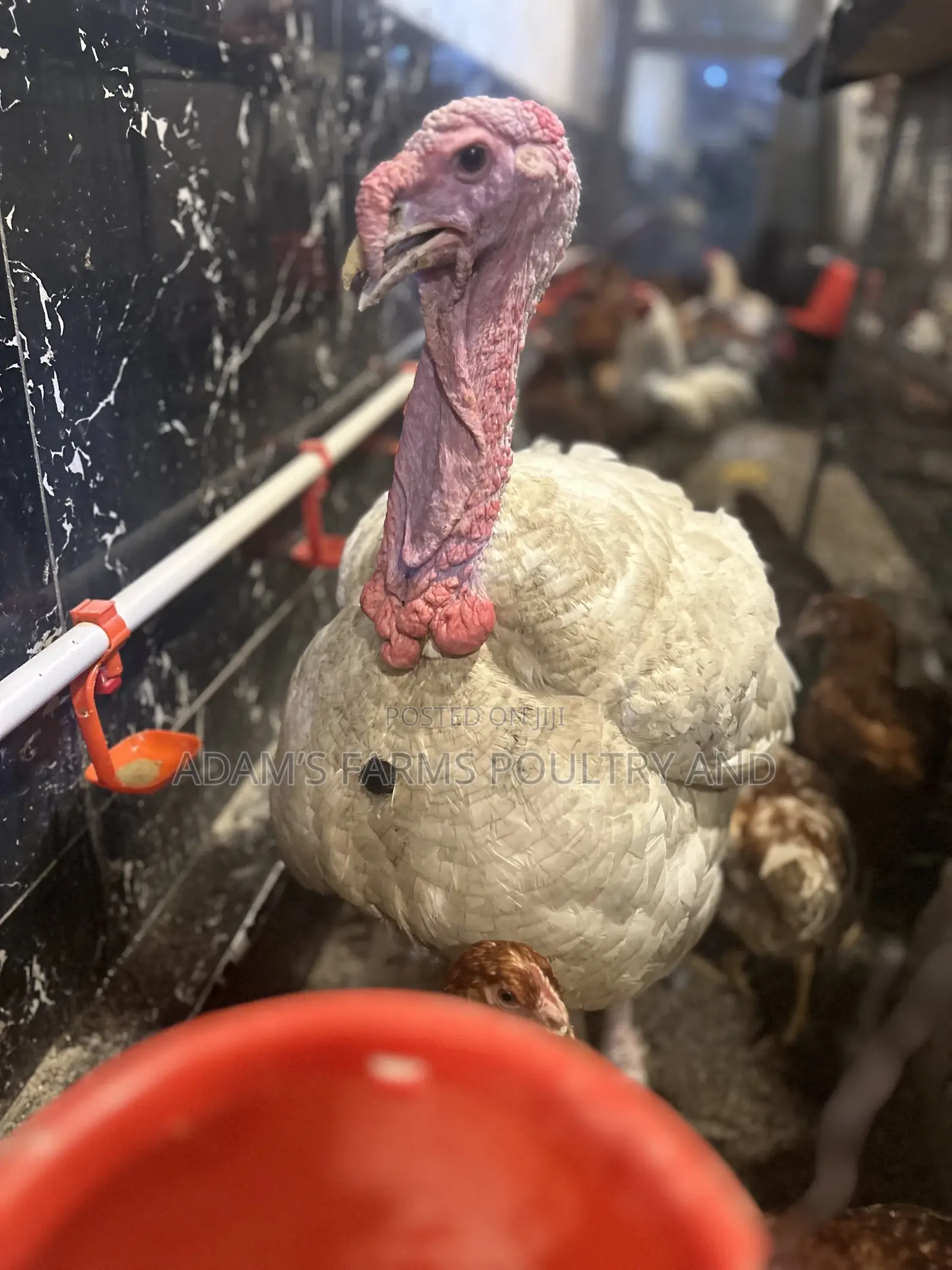 All Types of Chickens, Day-Olds and Older Birds.