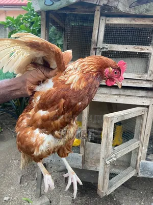 40 Layer Birds for Sale at Kasoa CP