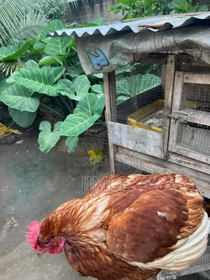 40 Layer Birds for Sale at Kasoa CP