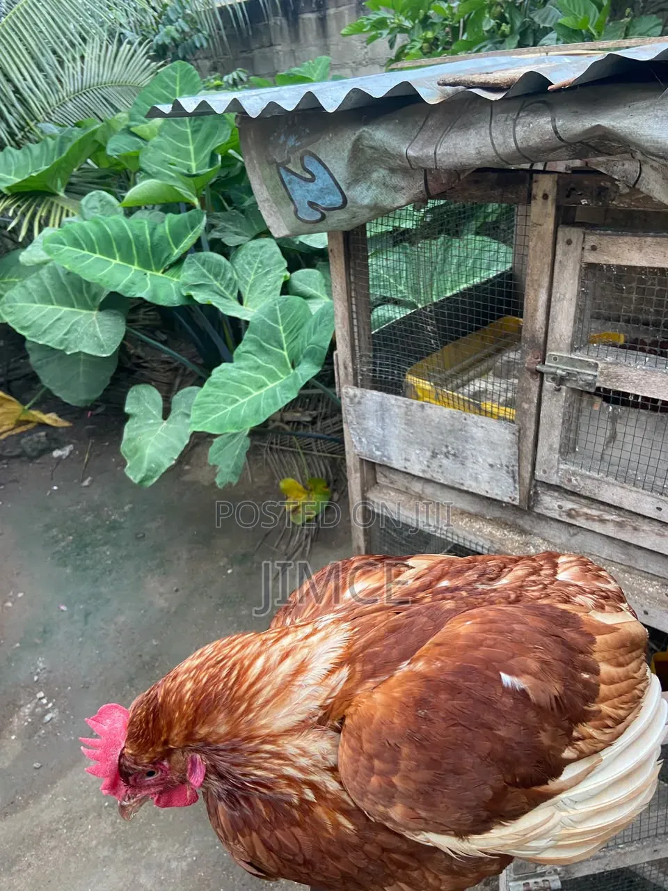 40 Layer Birds for Sale at Kasoa CP