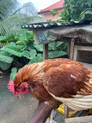 40 Layer Birds for Sale at Kasoa CP