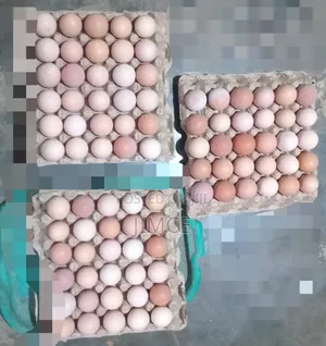 40 Layer Birds for Sale at Kasoa CP