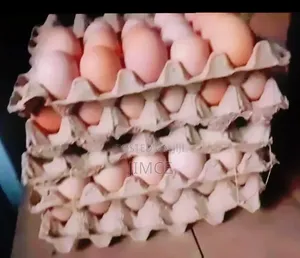 40 Layer Birds for Sale at Kasoa CP