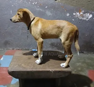1-3 months Male Purebred Poodle