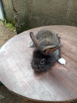 Good and Healthy Rabbit
