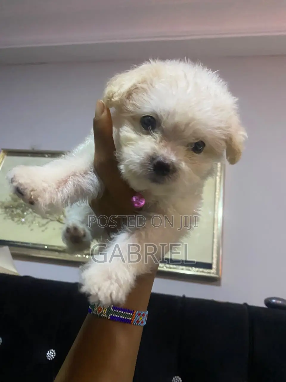 1-3 months Male Mixed Breed Maltipoo