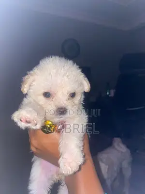 1-3 months Male Mixed Breed Maltipoo