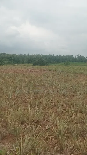 Estate Company Land for Sale at Amasaman Obom ASHIFLA
