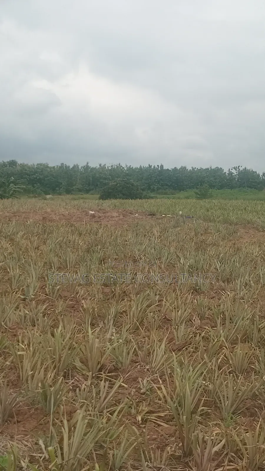 Estate Company Land for Sale at Amasaman Obom ASHIFLA