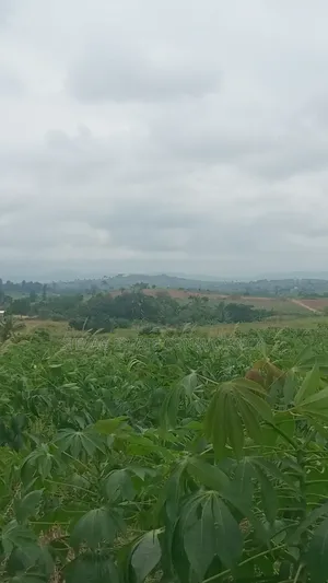 Estate Company Land for Sale at Amasaman Obom ASHIFLA