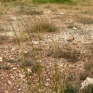 Legit Standard Sized Plots - New Ningo Prampram