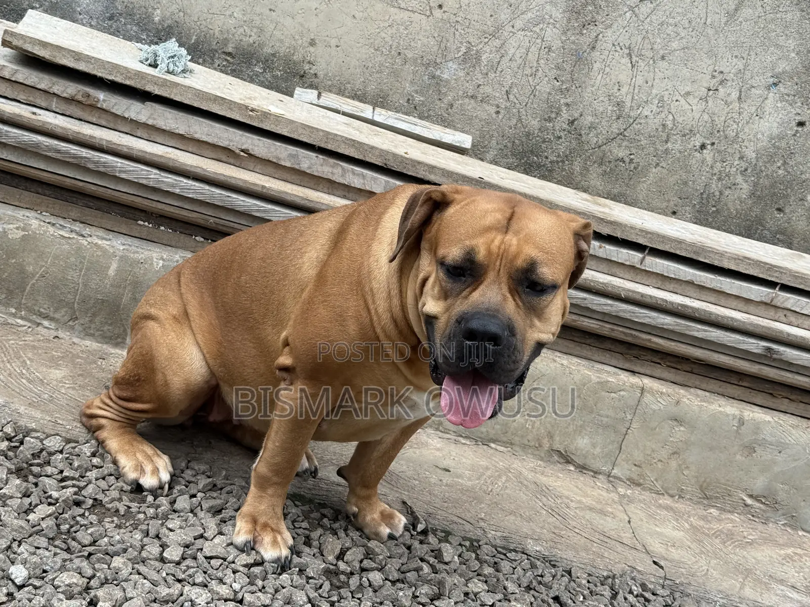 1+ year Female Purebred Boerboel