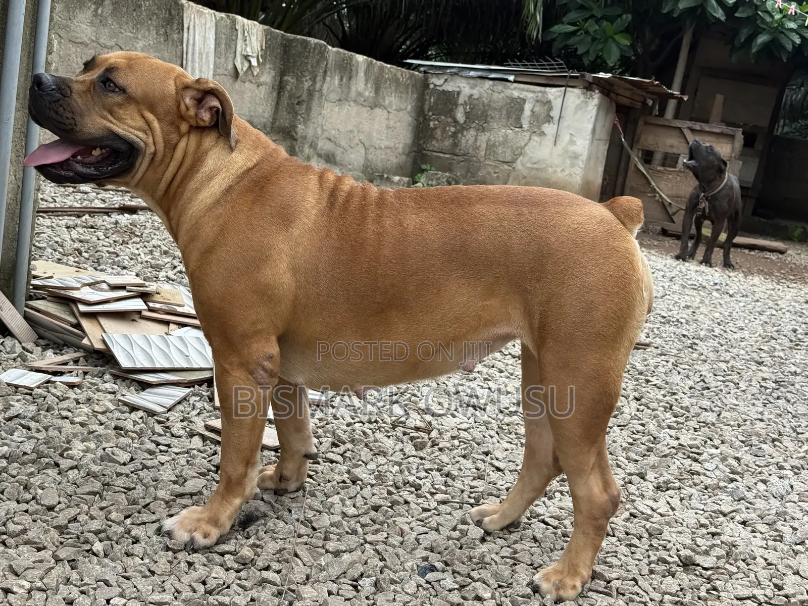 1+ year Female Purebred Boerboel