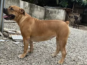 1+ year Female Purebred Boerboel