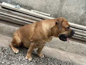 1+ year Female Purebred Boerboel