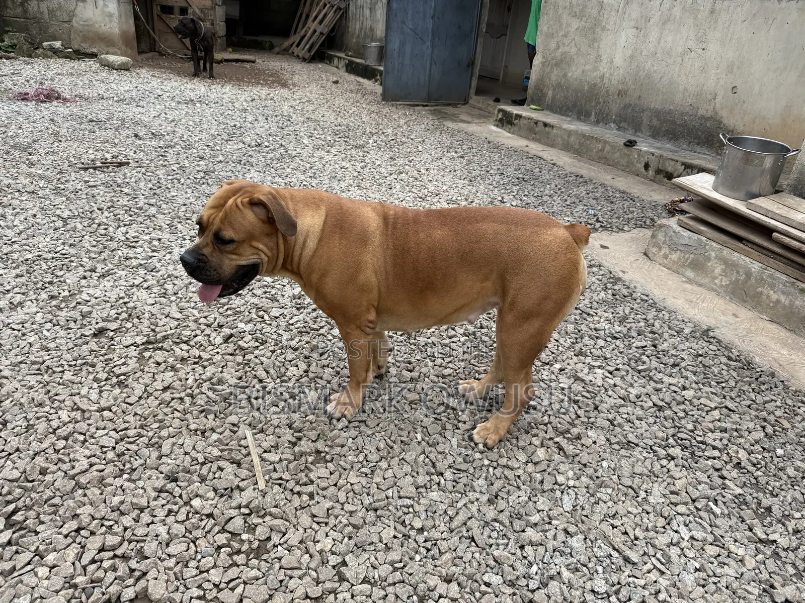 1+ year Female Purebred Boerboel