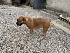 1+ year Female Purebred Boerboel