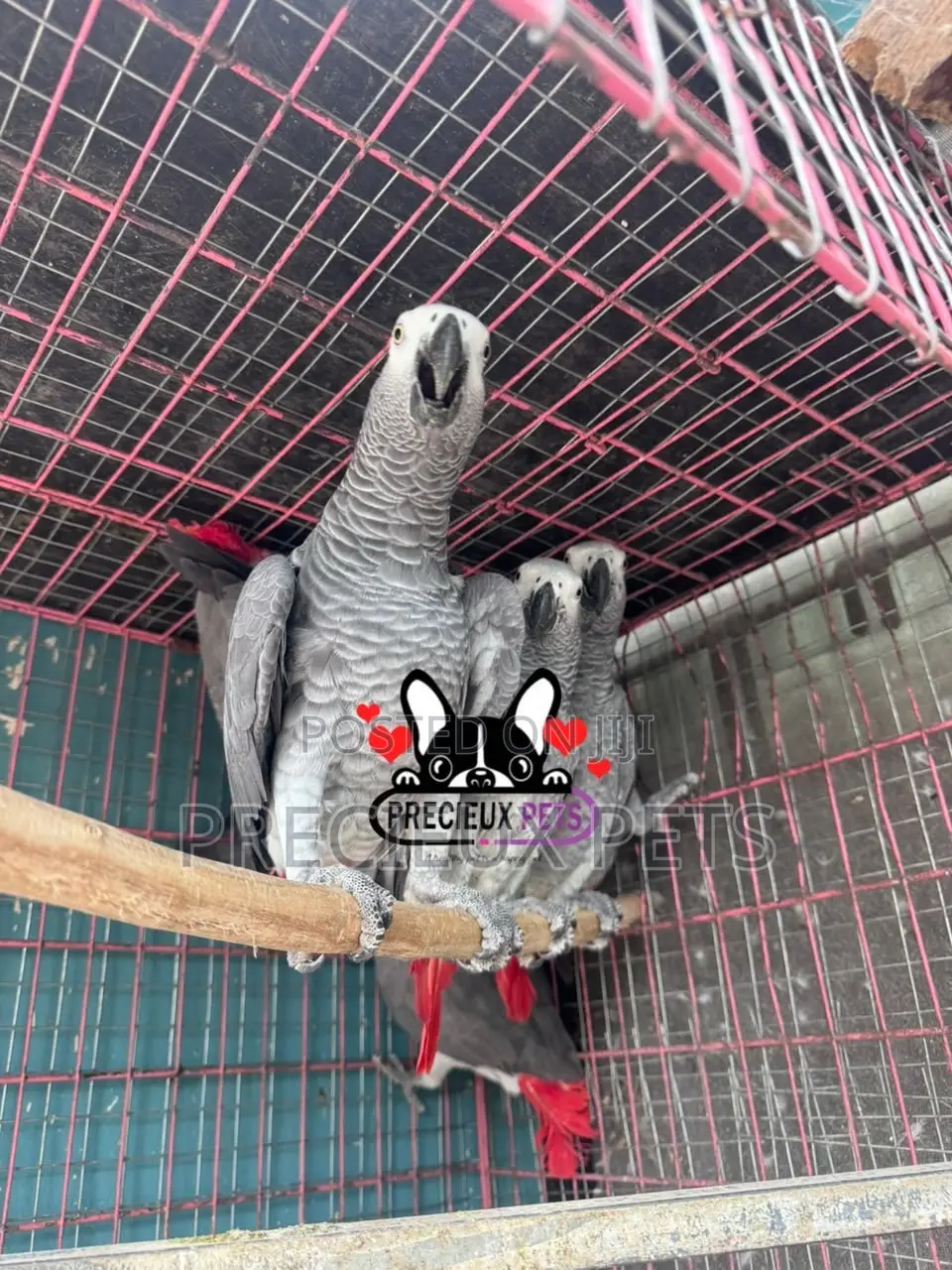 Congo African Grey