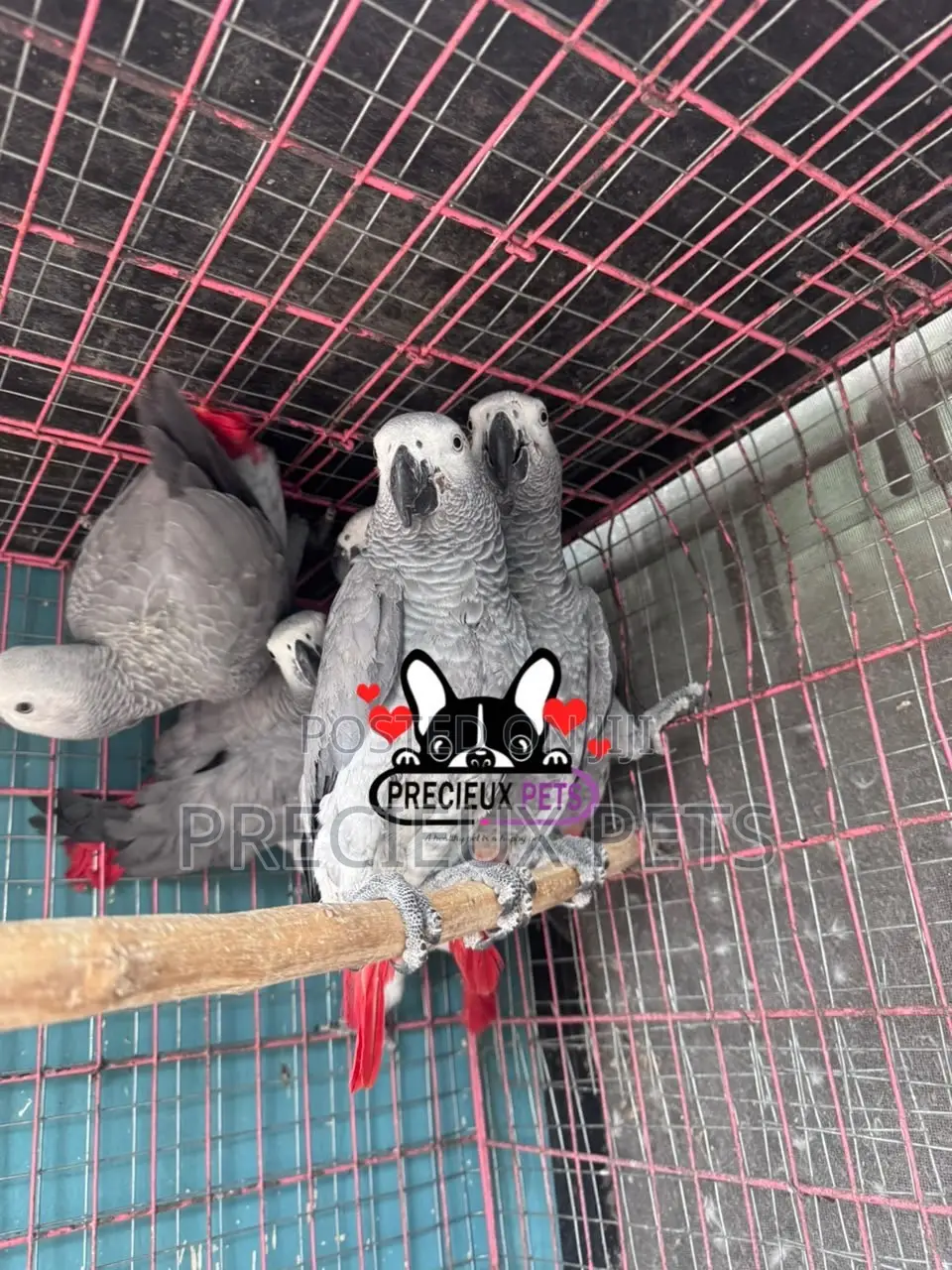 Congo African Grey